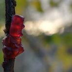 Der Himbeerrote Baumzitterling (Tremella Hariboiensis)