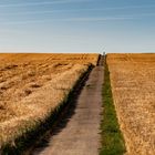 Der Himmel, das Feld und der Radfahrer