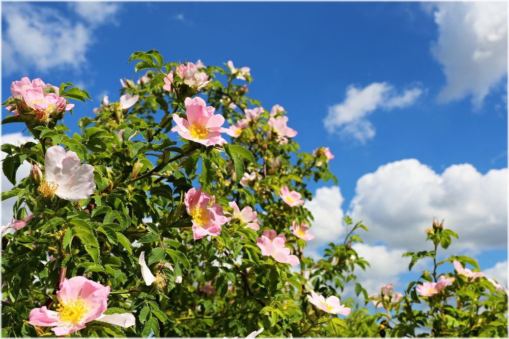 der Himmel hängt voll Rosen