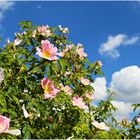 der Himmel hängt voll Rosen