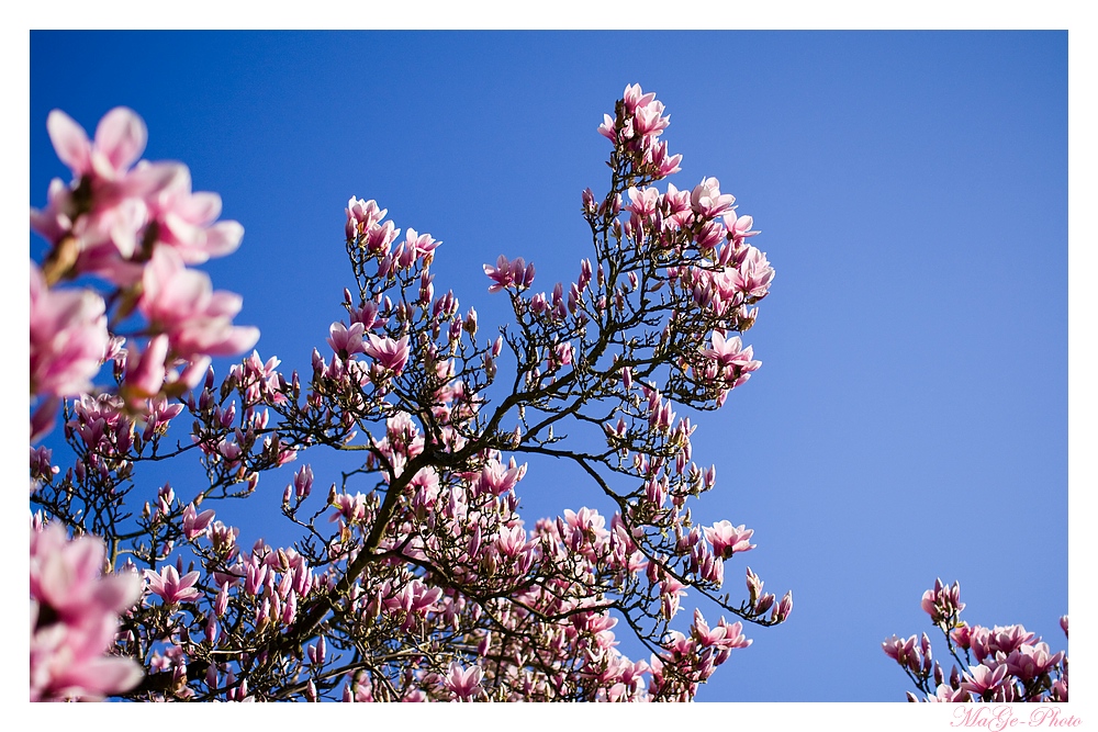 Der Himmel hängt voller Magnolienblüten