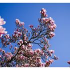 Der Himmel hängt voller Magnolienblüten