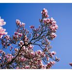 Der Himmel hängt voller Magnolienblüten