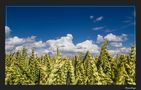 Der Himmel im Juli 2 by Gössenberger 