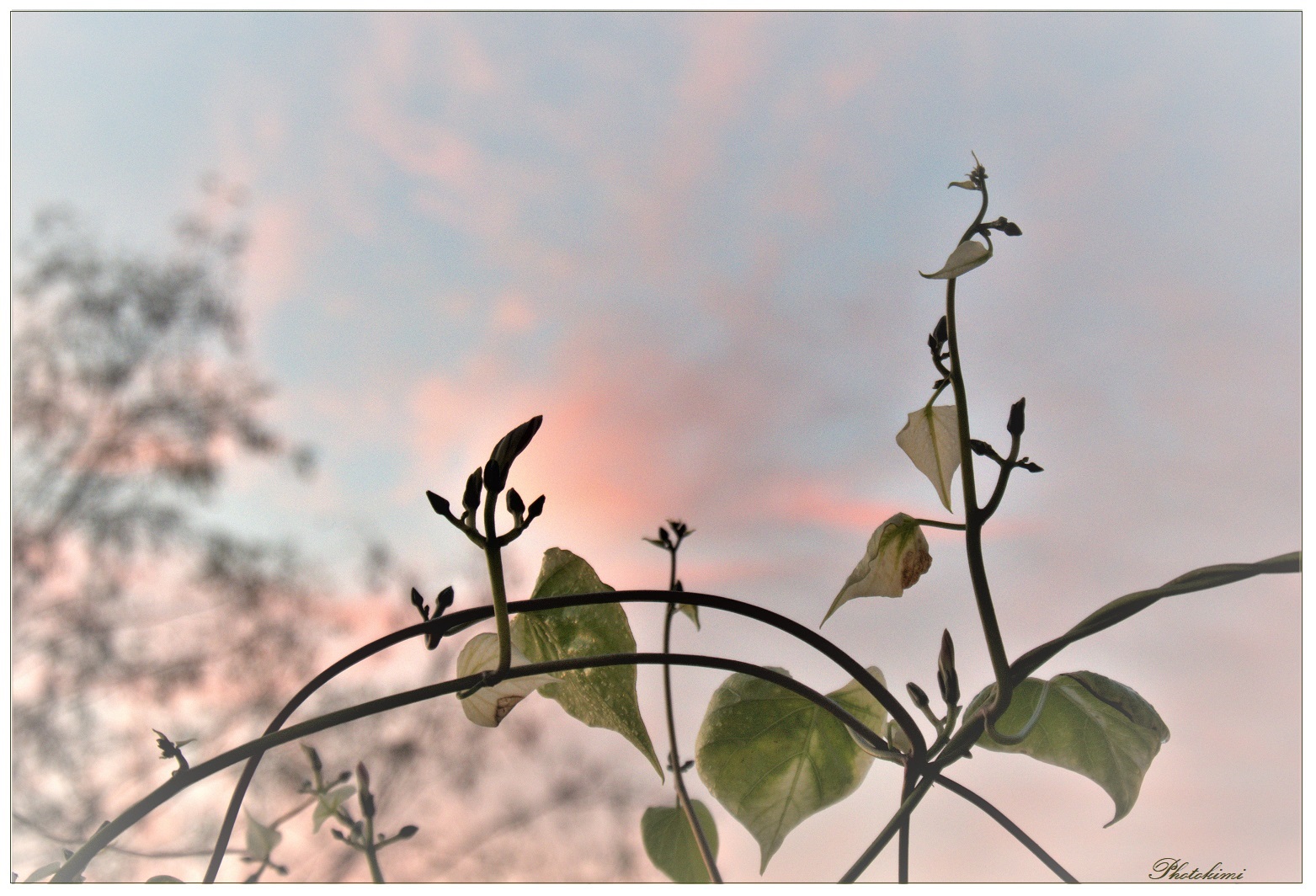 Der Himmel jenseits der Ranken