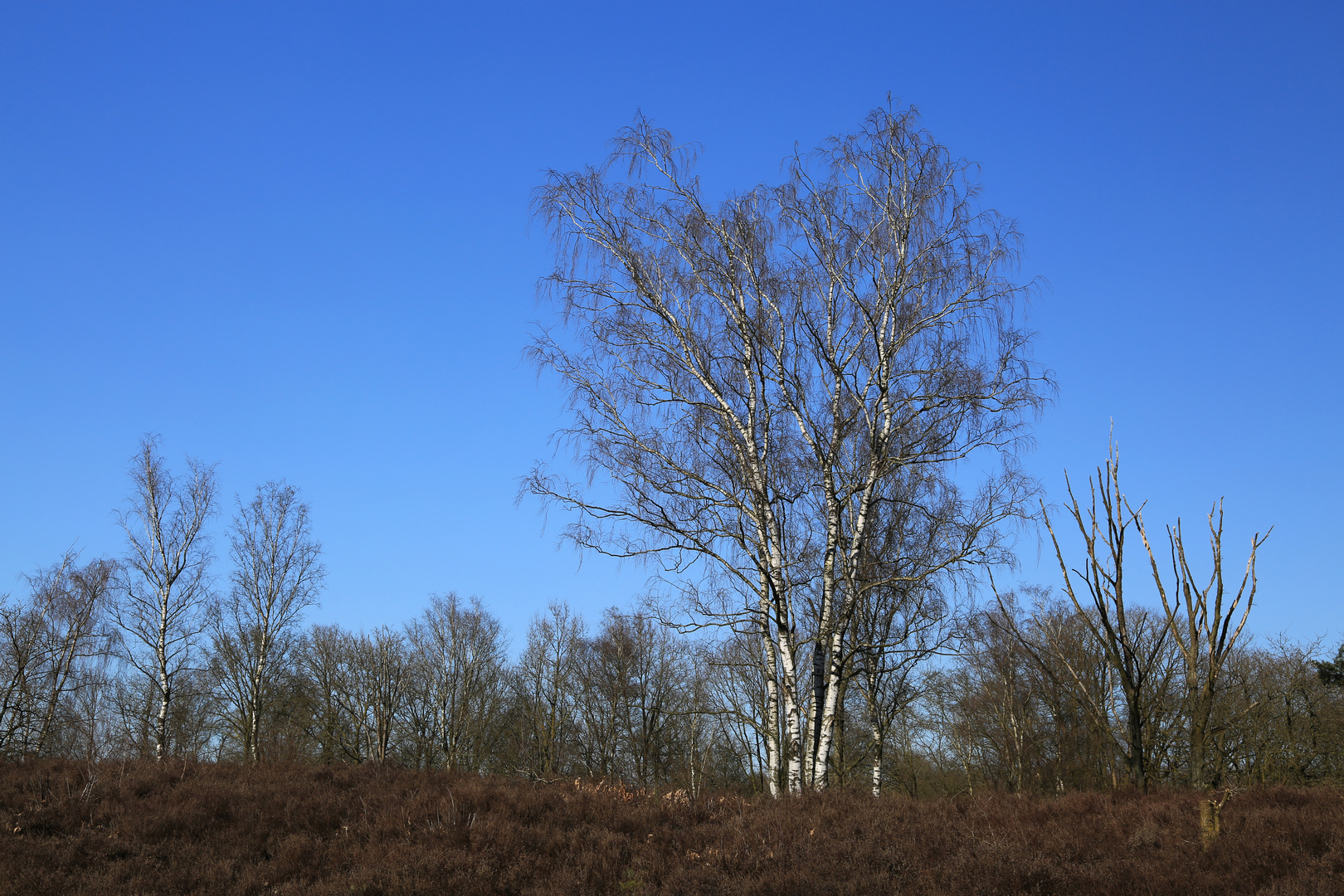 Der Himmel so blau