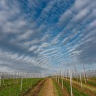 Der Himmel über den Weinbergen