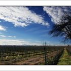 Der Himmel über den Weingärten