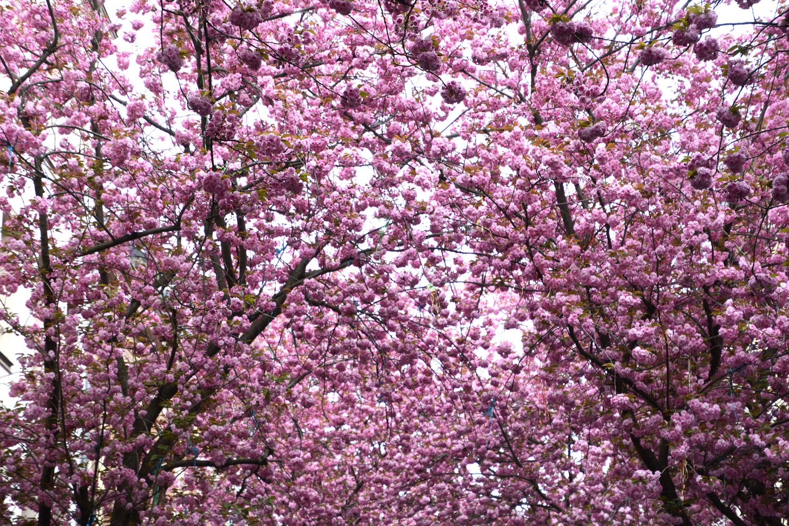 Der Himmel über einigen Straßen der Bonner Altstadt ist rosa