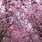 Der Himmel über einigen Straßen der Bonner Altstadt ist rosa