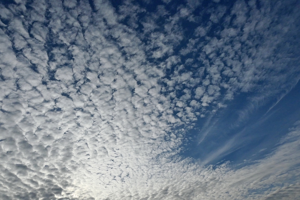 Der Himmel über und die Farne am Langhecker Bach 01