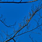 Der Himmel überm Schwarzwald