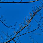 Der Himmel überm Schwarzwald