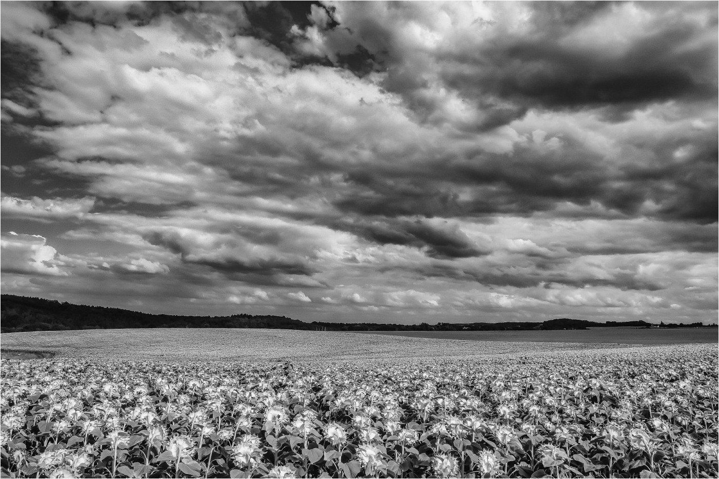 Der Himmel über´m Sonnenblumenmeer