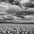 Der Himmel über´m Sonnenblumenmeer