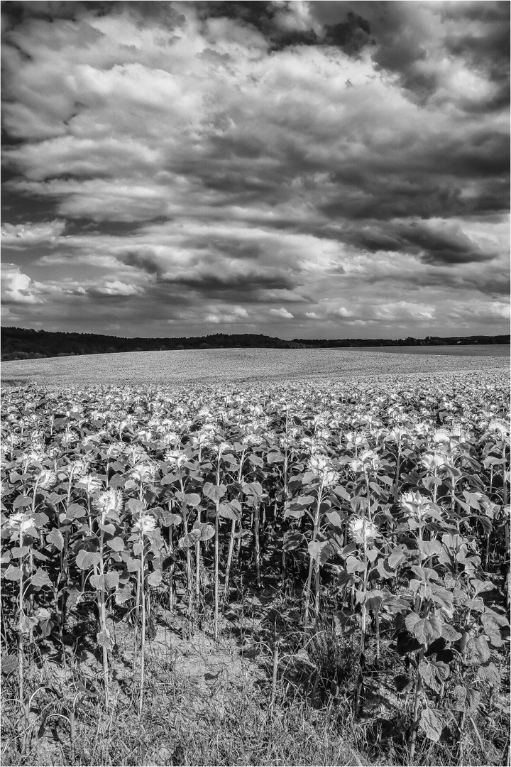 Der Himmel über´m Sonnenblumenmeer 1