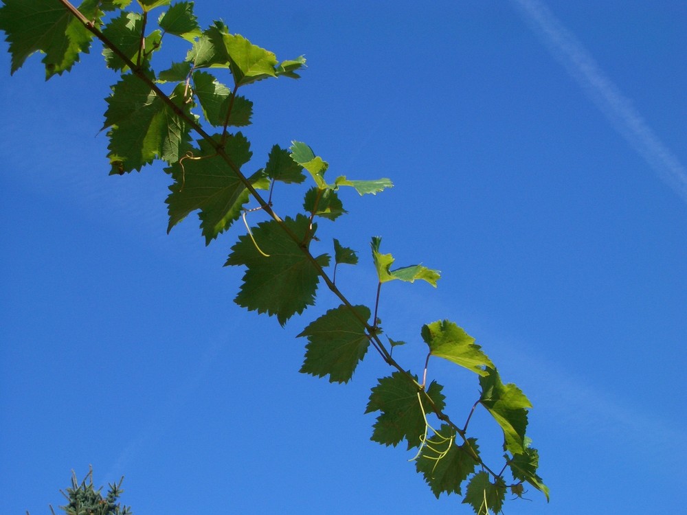 Der Himmel und die Ranke