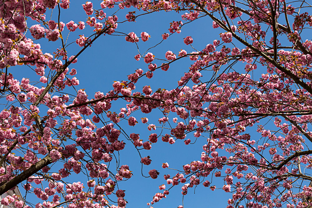 Der Himmel voller Blüten ...