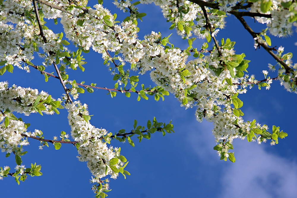 Der Himmel voller Blüten