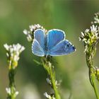 Der Himmelblaue Bläuling