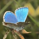 Der Himmelblaue Bläuling (Polyommata bellargus) ...