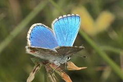 Der Himmelblaue Bläuling (Polyommata bellargus) ...