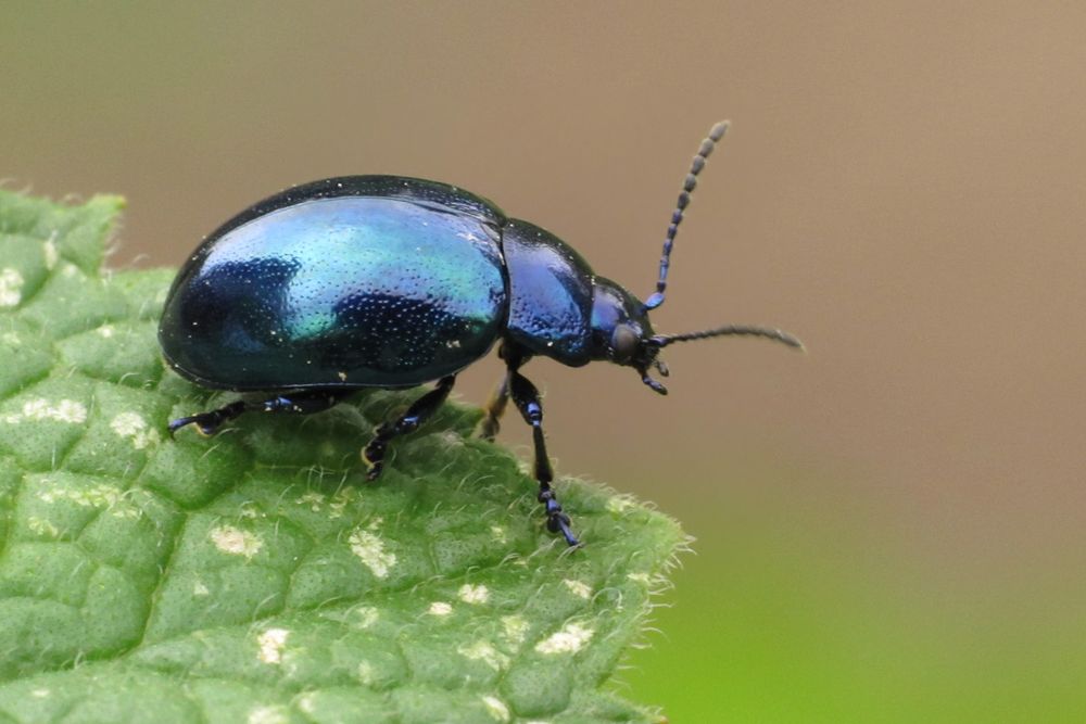 der Himmelblaue Blattkäfer