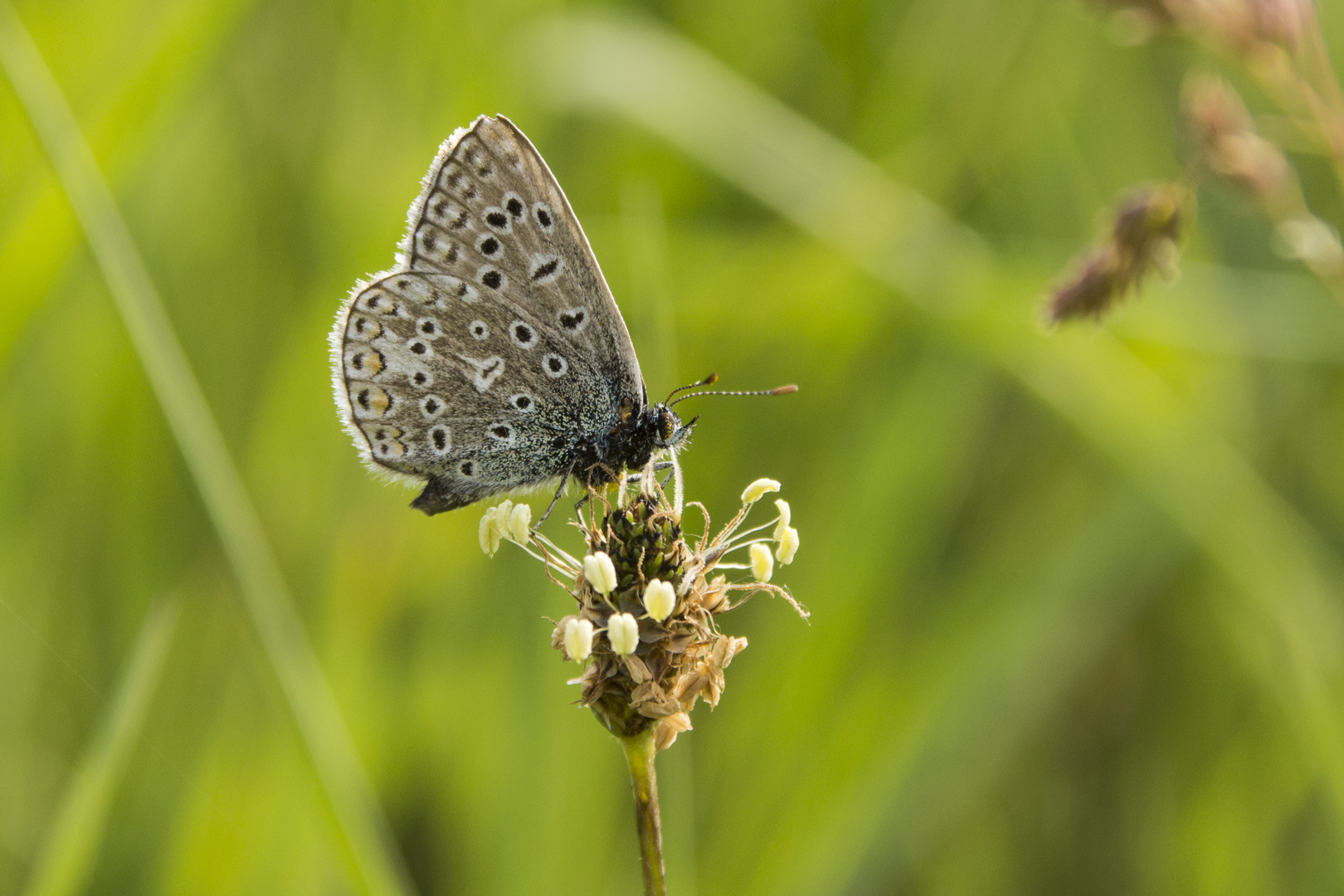 Der Himmelblaue