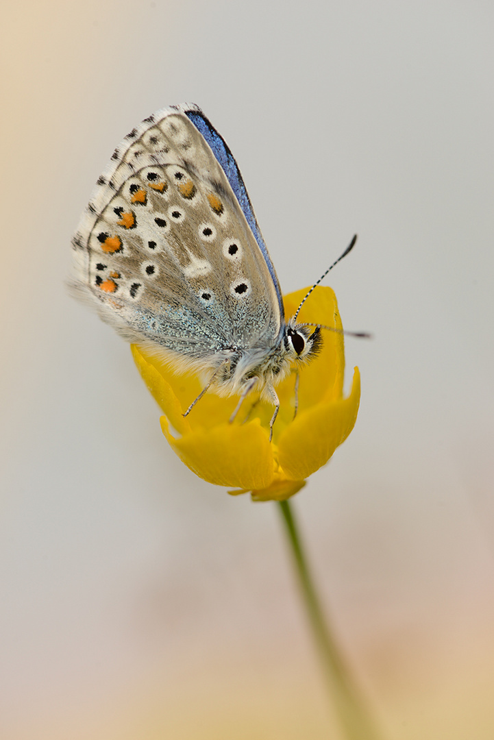 Der Himmelblaue... Polyommatus (Meleageria) bellargus