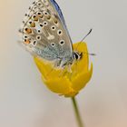 Der Himmelblaue... Polyommatus (Meleageria) bellargus