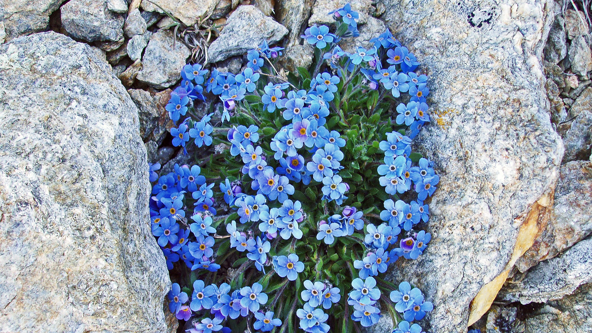 Der Himmelsherold - Eritrichium nanum, auch König der Alpenpflanzen...