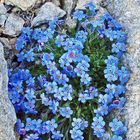 Der Himmelsherold - Eritrichium nanum, auch König der Alpenpflanzen...