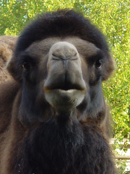Der hintersinnige Blick eines Kamels