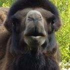 Der hintersinnige Blick eines Kamels