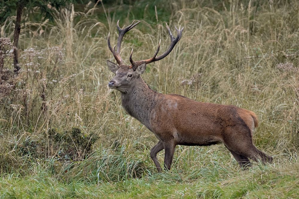 Der Hirsch