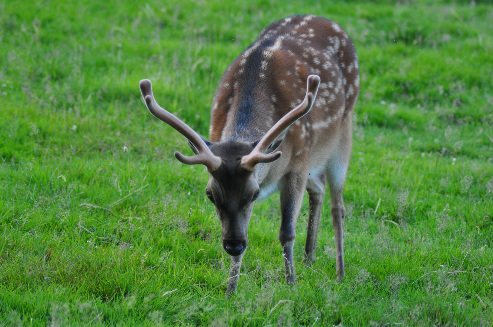 Der Hirsch