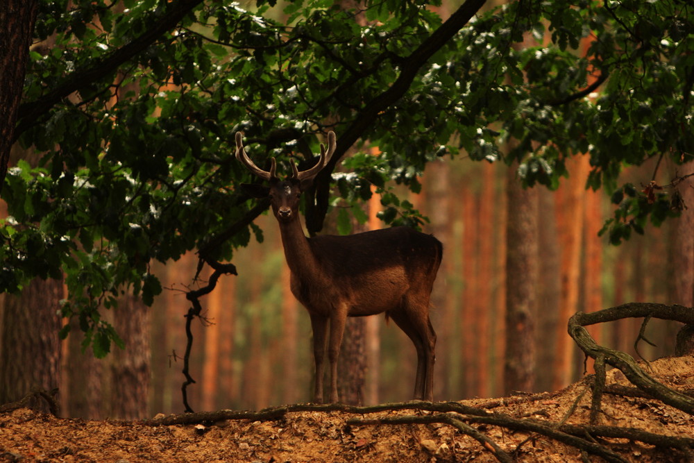 Der Hirsch