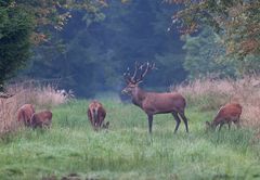 Der Hirsch