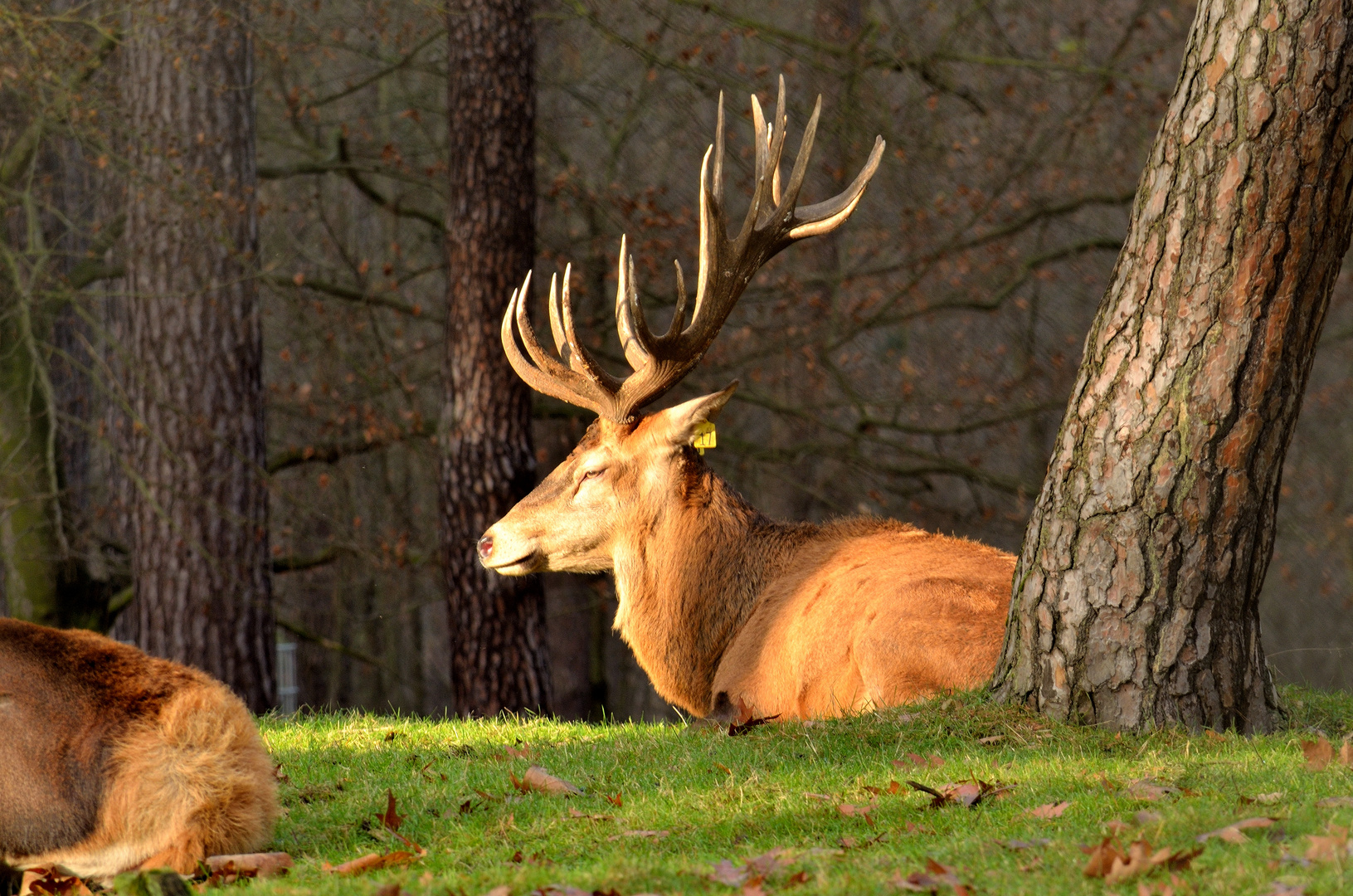 Der Hirsch