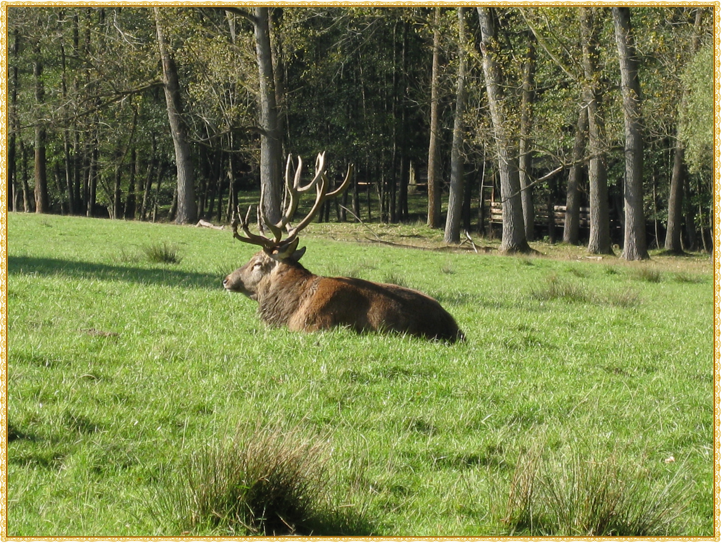 Der Hirsch