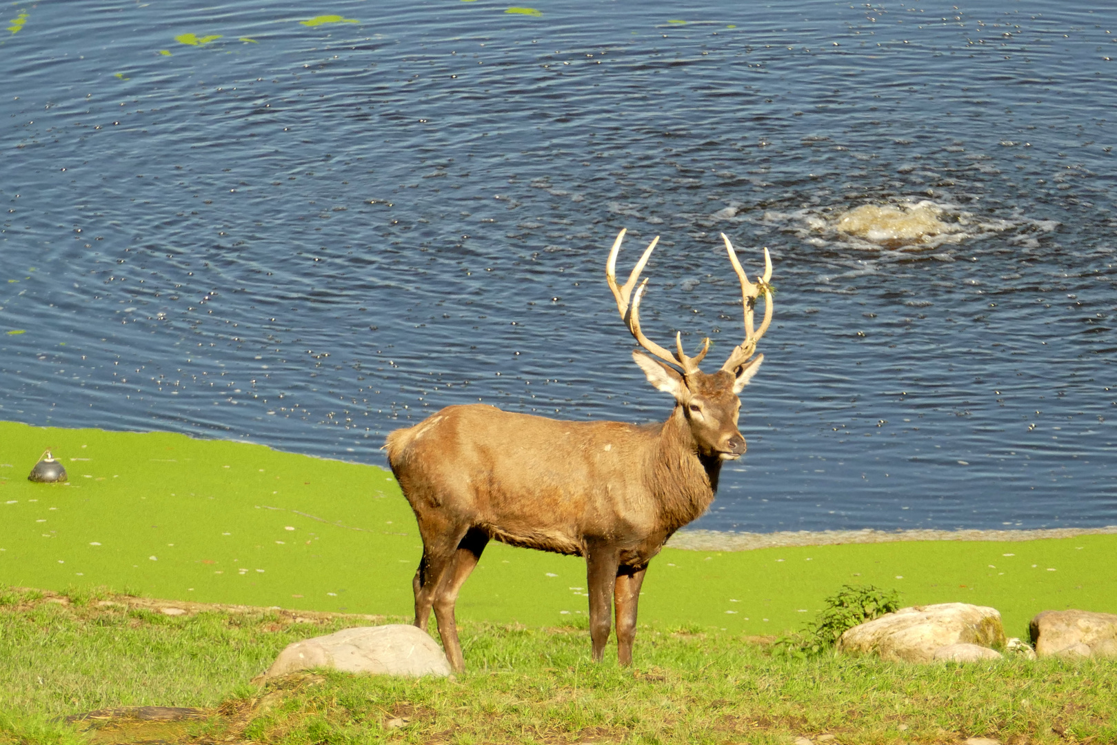 °°°° Der Hirsch am Teich °°°°