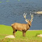 °°°° Der Hirsch am Teich °°°°