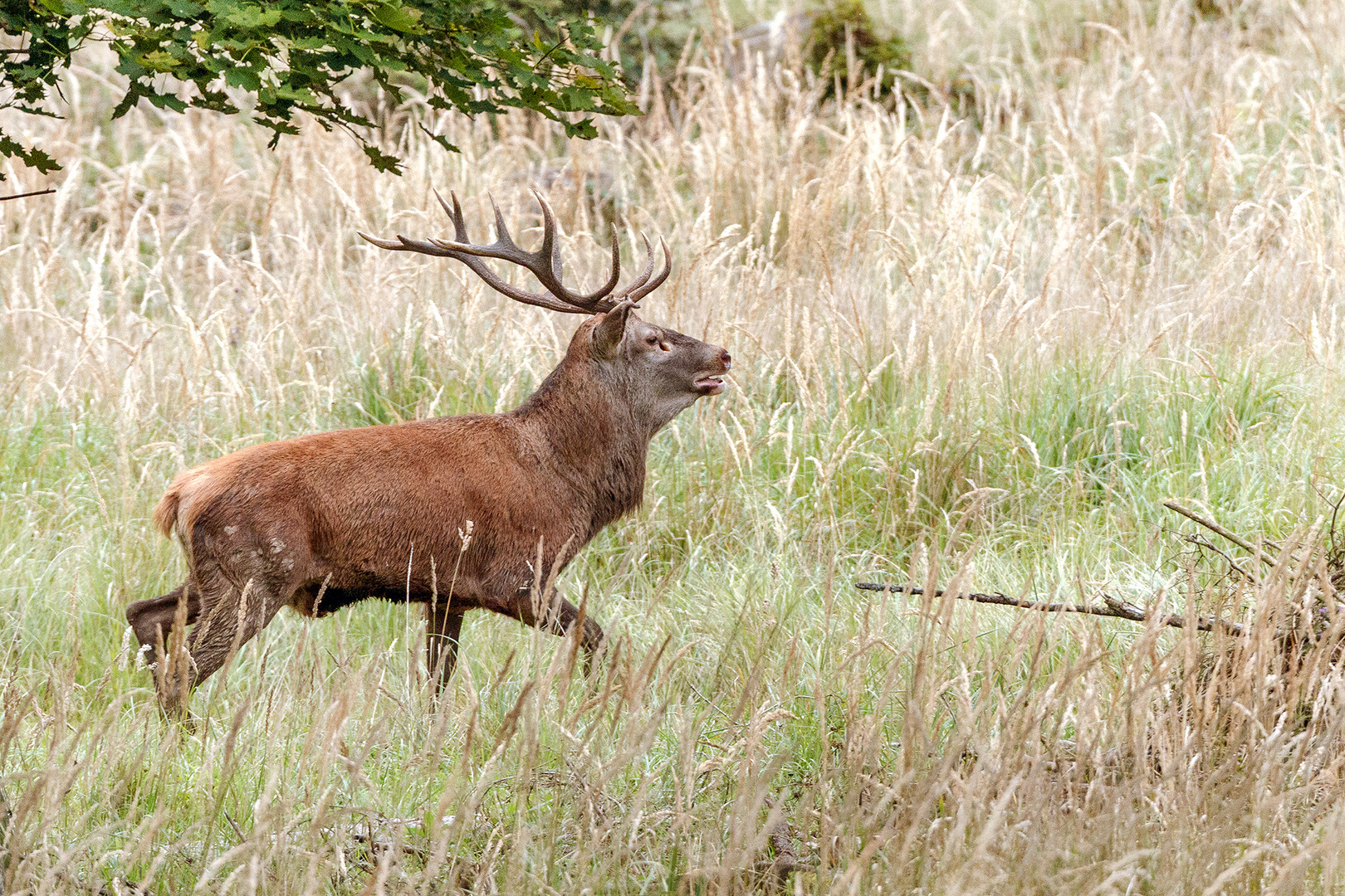 Der Hirsch auf der Pirsch.