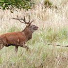 Der Hirsch auf der Pirsch.