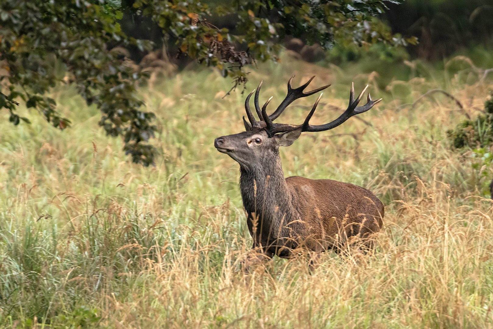 Der Hirsch