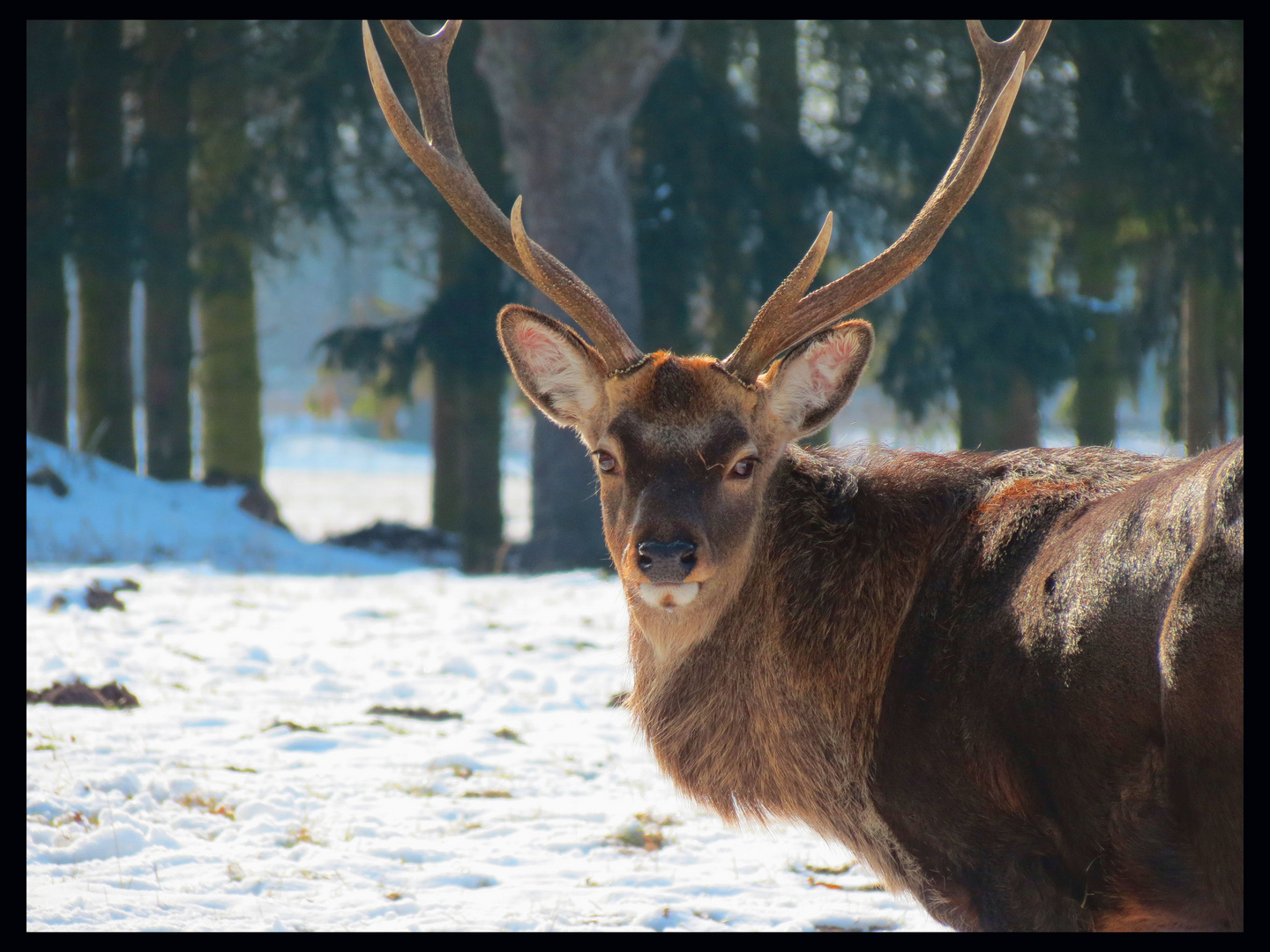 Der Hirsch