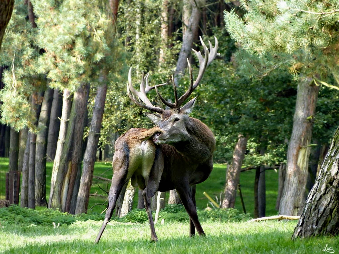 Der Hirsch Foto & Bild | tiere, natur Bilder auf fotocommunity