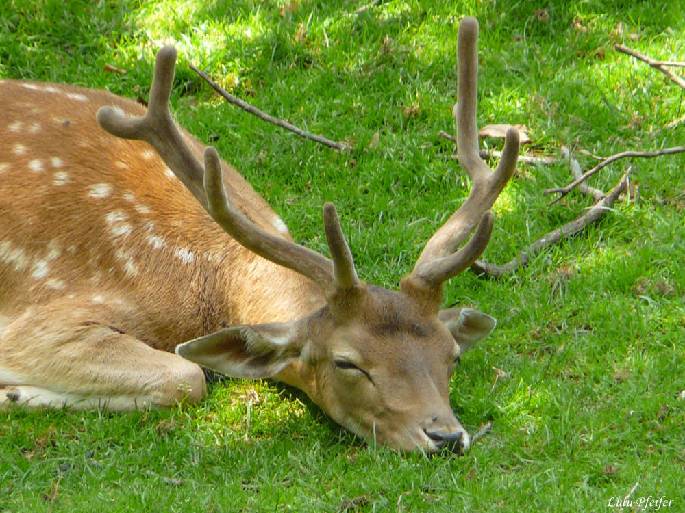 Der Hirsch beim Mittagsschläfchen