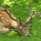 Der Hirsch beim Mittagsschläfchen