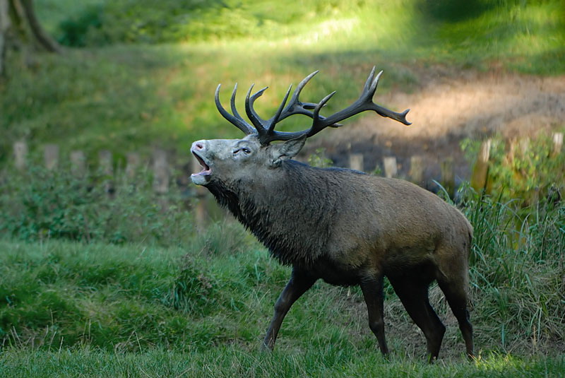 Der Hirsch brunft